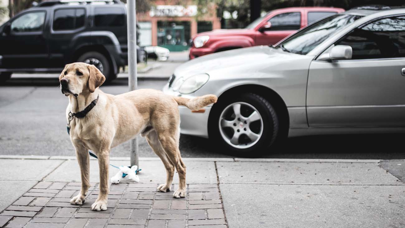 Short-coated brown dog standing beside grey car parked on road